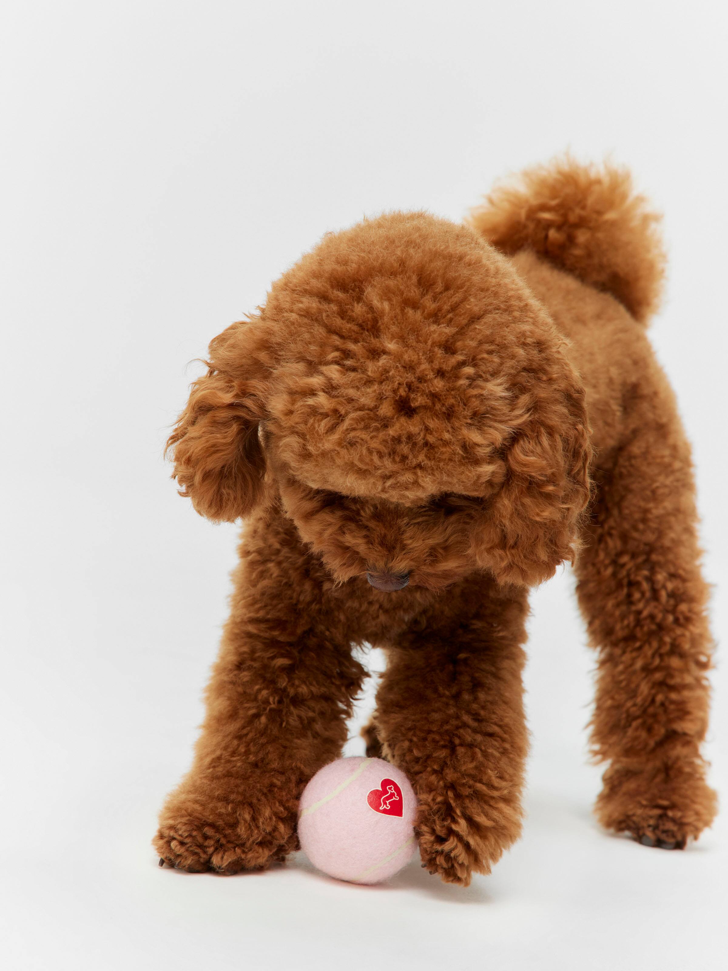 Image for Penny Logo Dog Balls from Peter Alexander