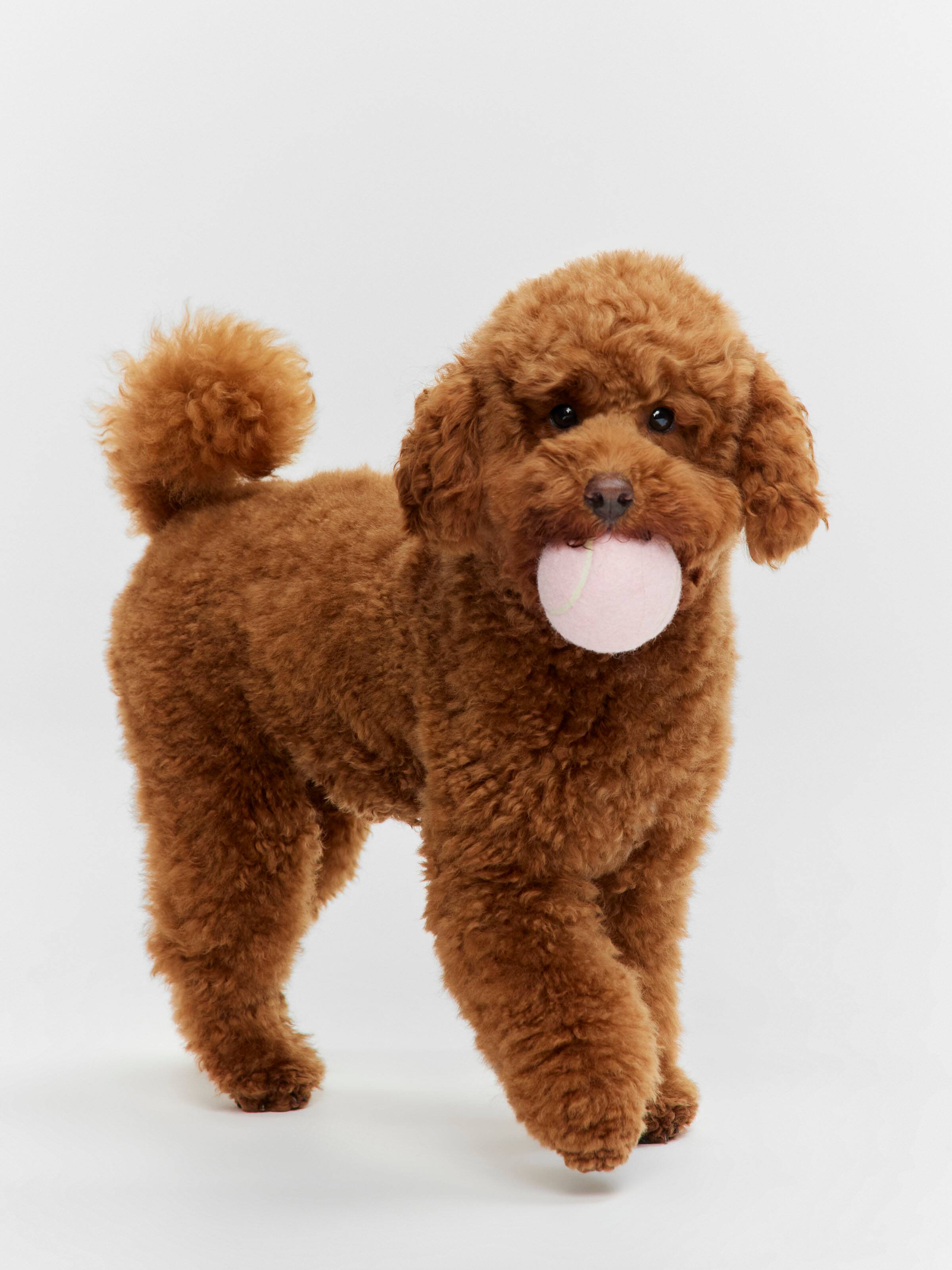 Penny Logo Dog Balls