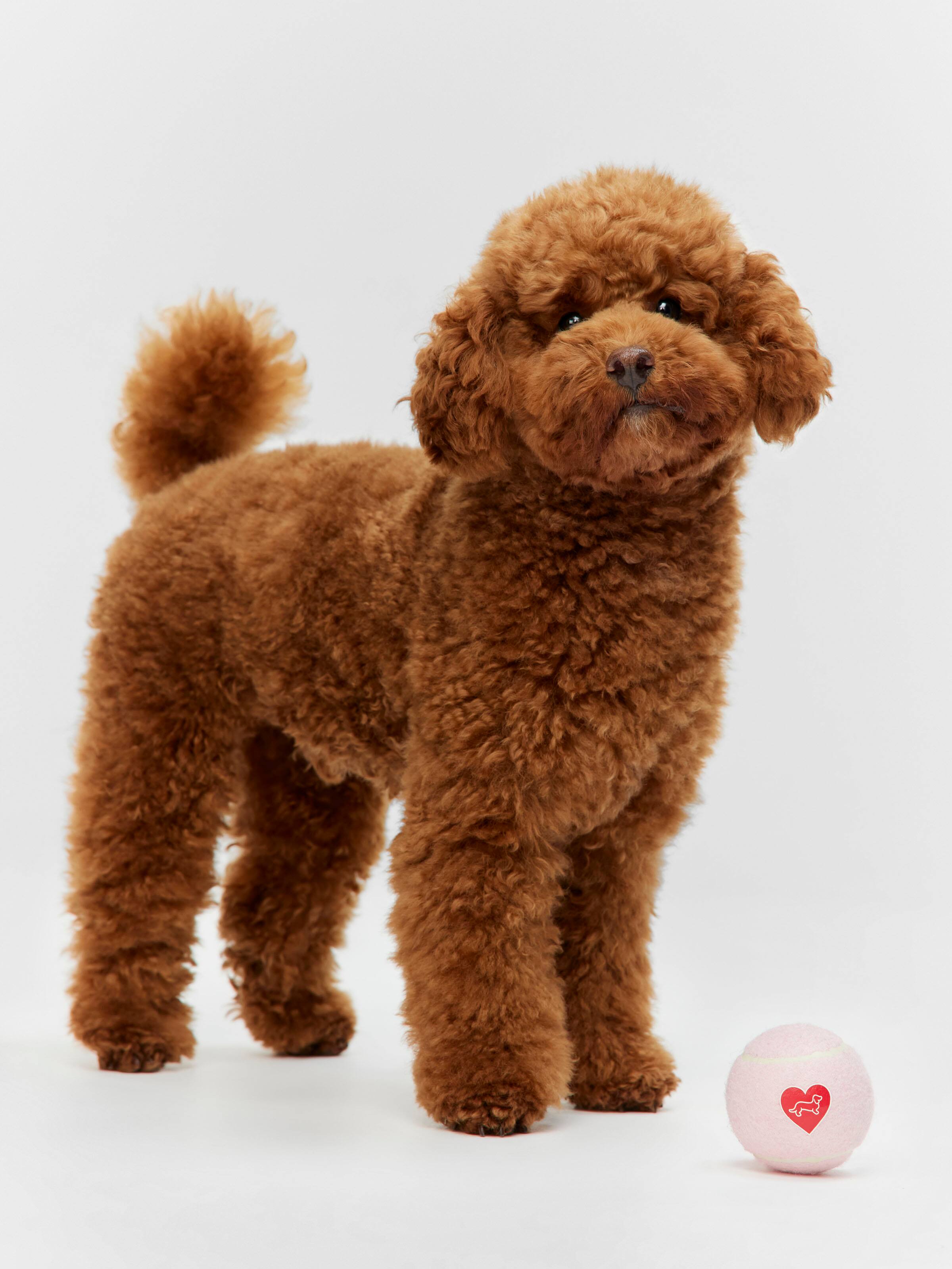 Penny Logo Dog Balls