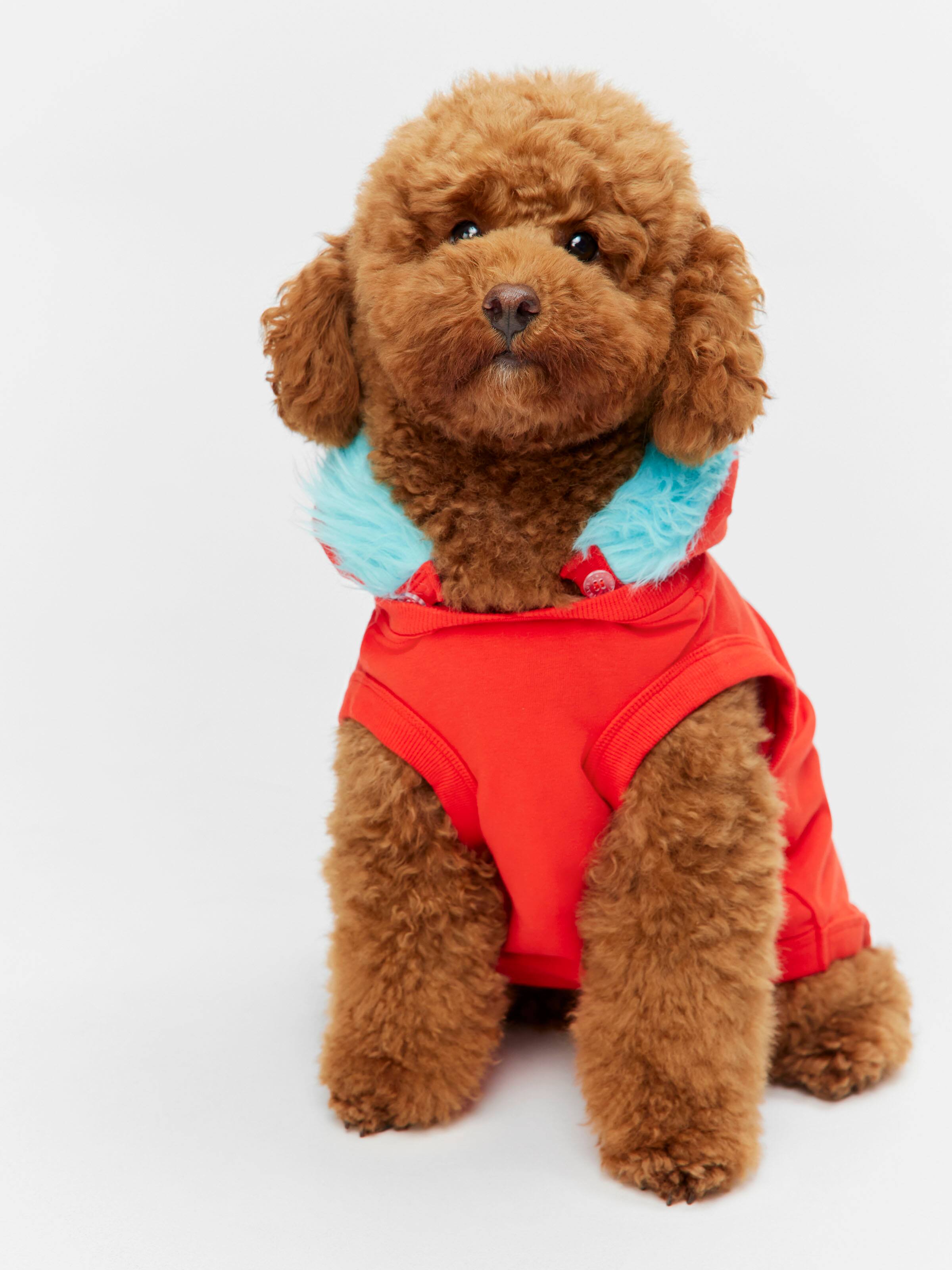 Dr Seuss Thing 1 Dog Tee