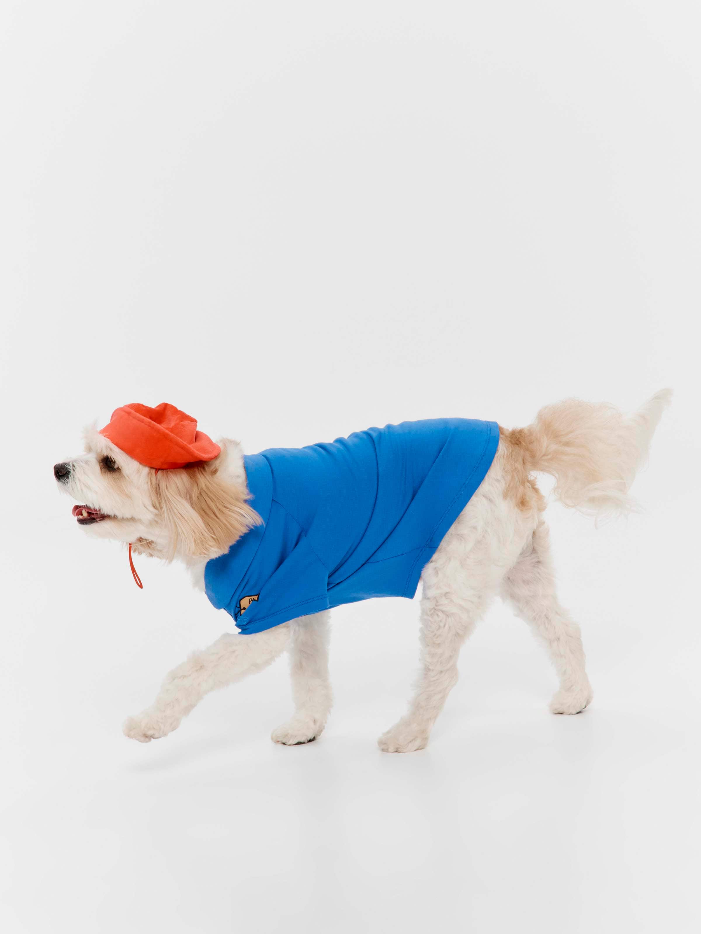 Paddington Boxed Dog Tee