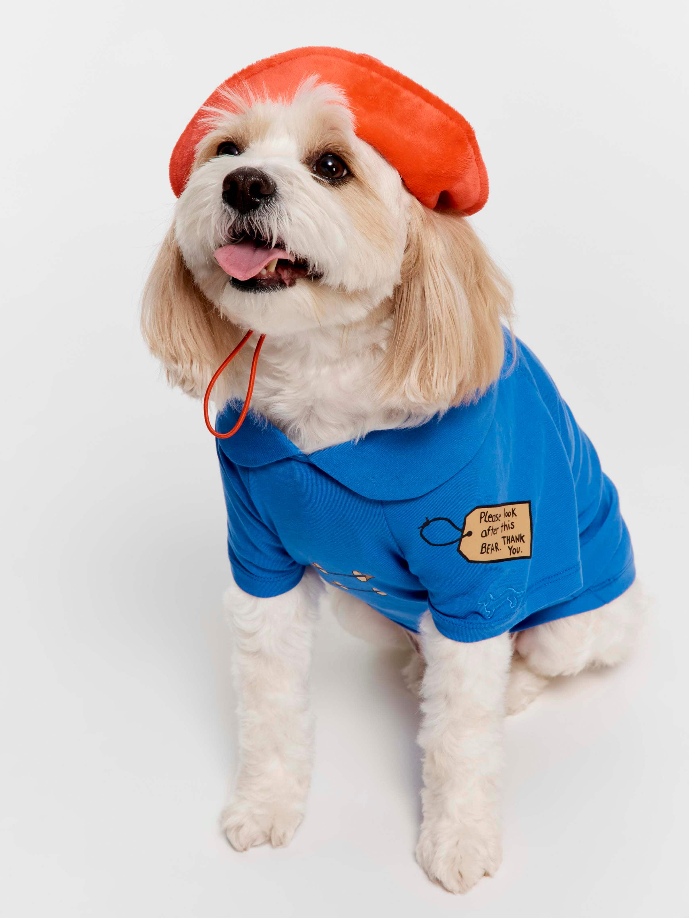 Paddington Boxed Dog Tee