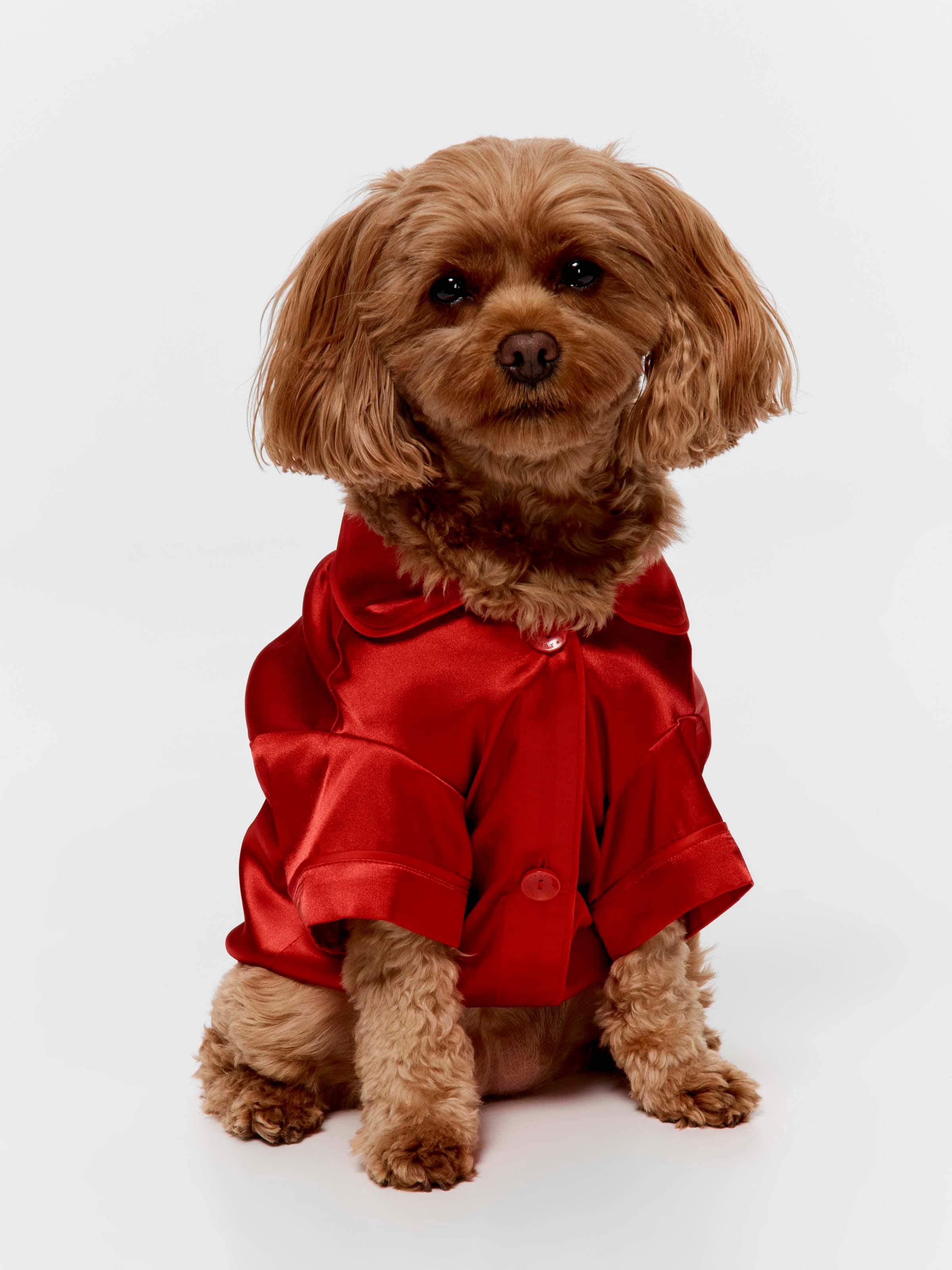 Red Chic Satin Boxed Dog Tee