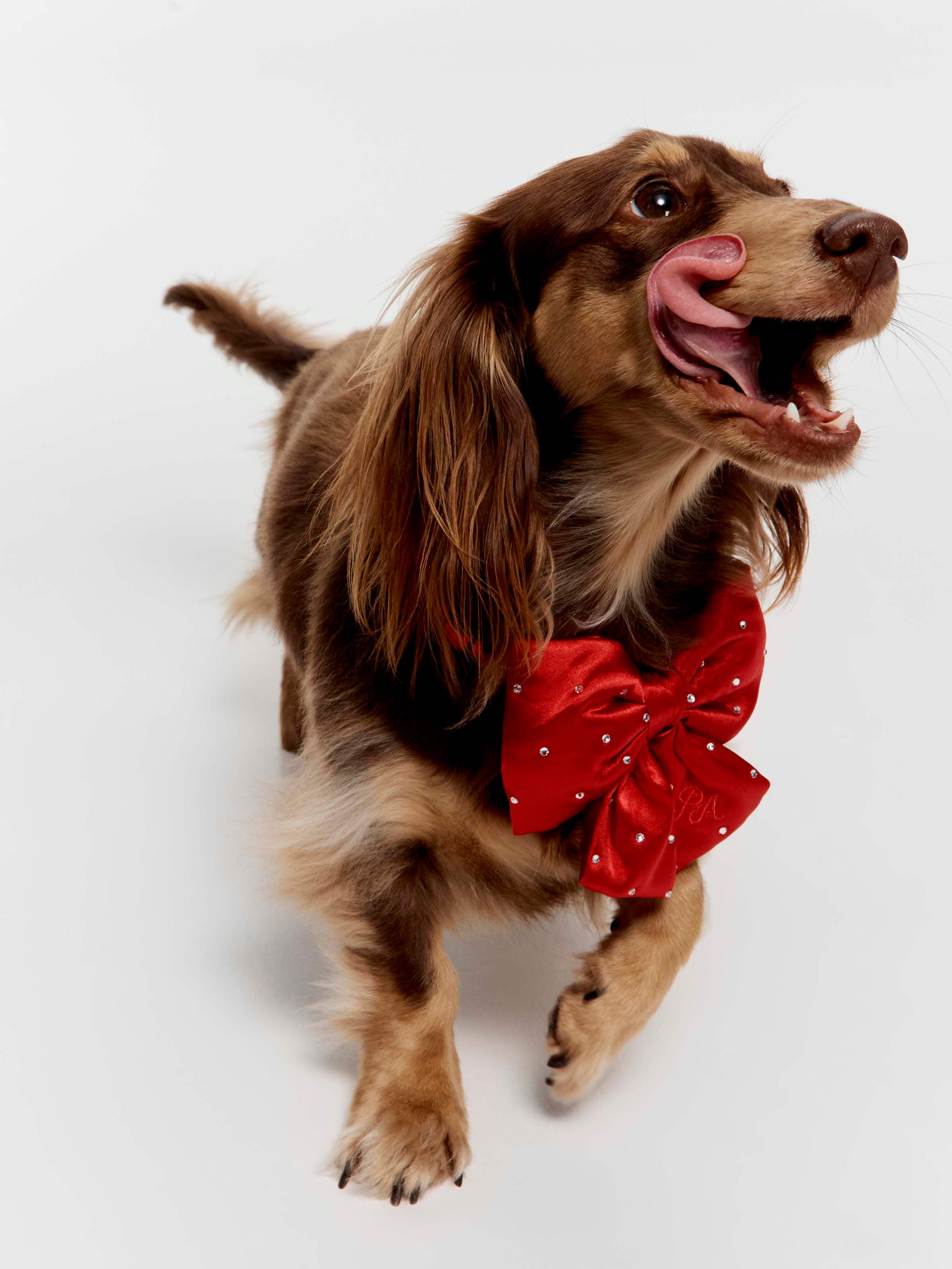 Red Velvet Pet Bow