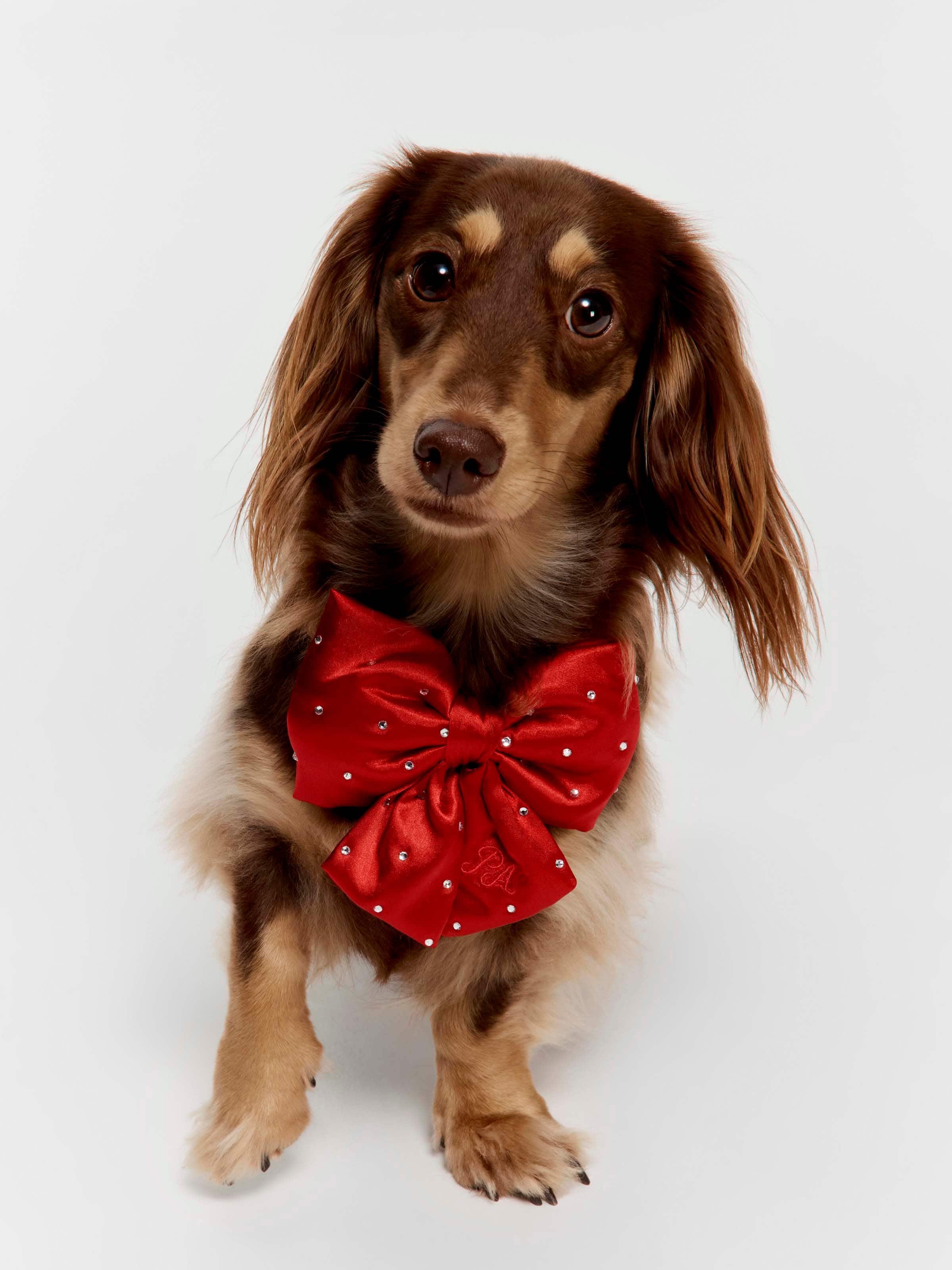 Red Velvet Pet Bow