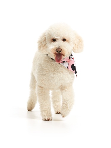 Mickey Mouse Dog Neckerchief